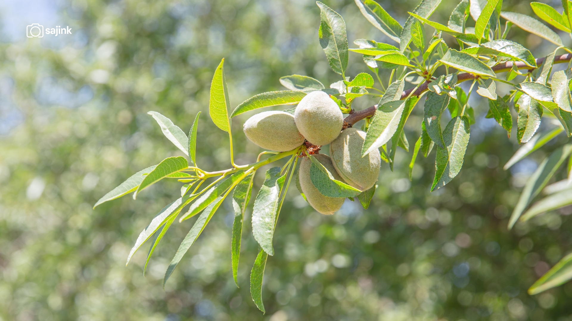 Arvin, Kern County, California